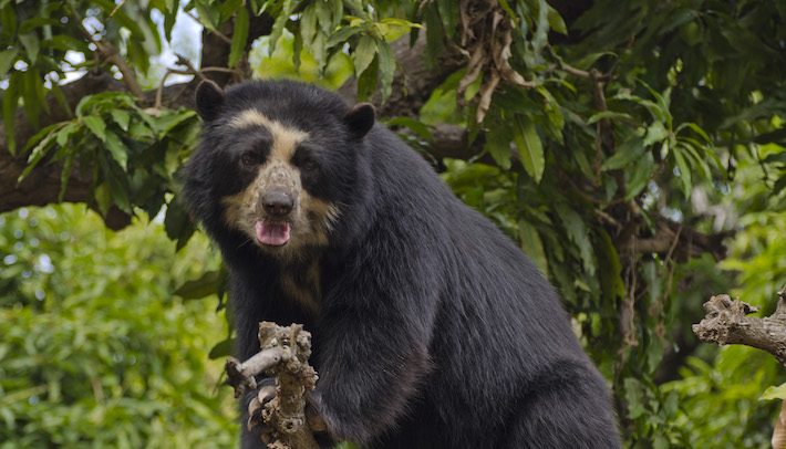 Oso-Andino-PROMPERU